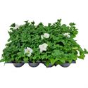 Afbeelding van Petunia P9 White